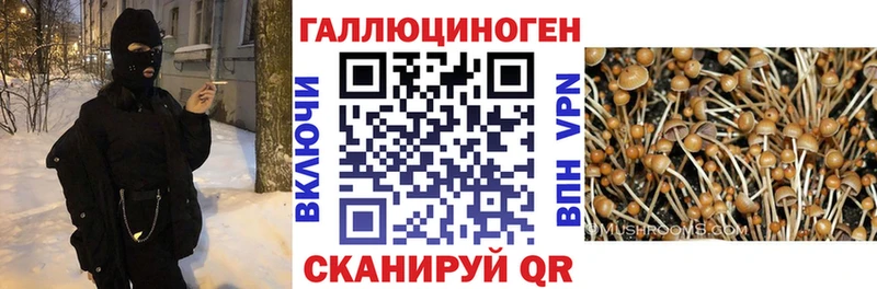 Псилоцибиновые грибы Psilocybe  купить наркотики цена  Окуловка 